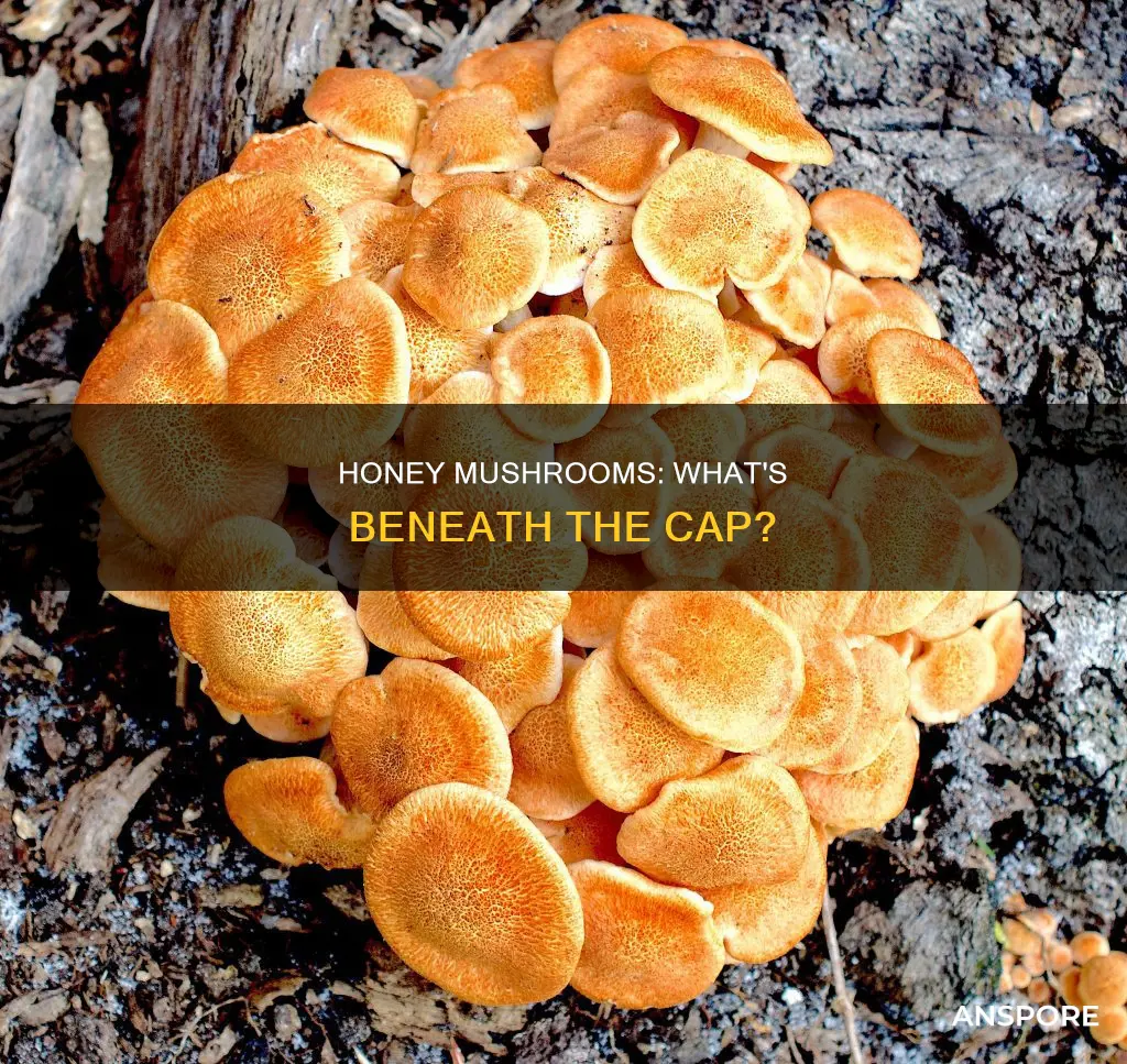 are ringless honey mushrooms bottom