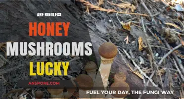 Honey Mushrooms: Lucky Charms or Just Fungi?