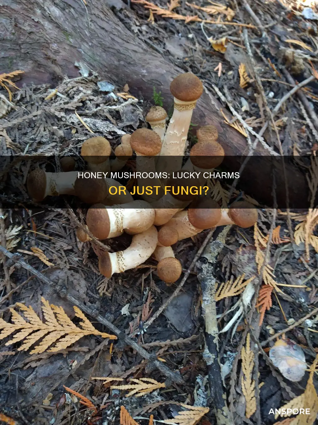 are ringless honey mushrooms lucky