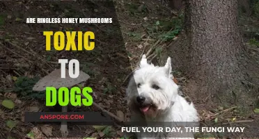 Honey Mushrooms: Are They Safe for Dogs?