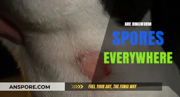 Ringworm Spores: Are They Lurking Everywhere in Your Environment?