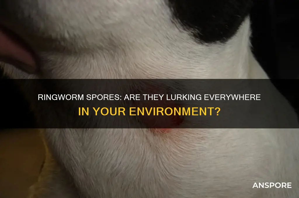 are ringworm spores everywhere