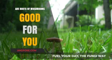 Mushroom Roots: Unveiling Their Surprising Health Benefits and Uses