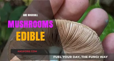 Are Rosegill Mushrooms Edible? A Guide to Safe Foraging