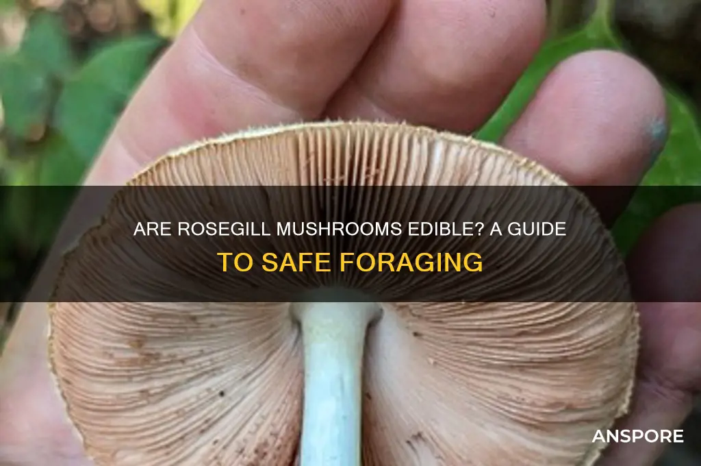 are rosegill mushrooms edible