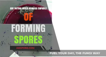 Can Rothia Mucilaginosa Form Spores? Exploring Its Reproductive Capabilities