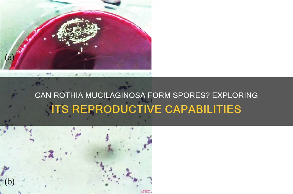 are rothia mucilaginosa capable of forming spores