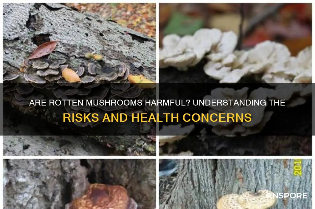are rotten mushrooms bad for you