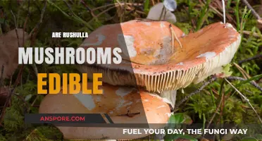 Are Rushulla Mushrooms Edible? A Guide to Safety and Identification