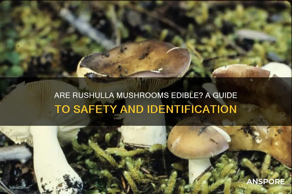 are rushulla mushrooms edible