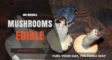Are Russula Mushrooms Edible? A Guide to Identification and Safety