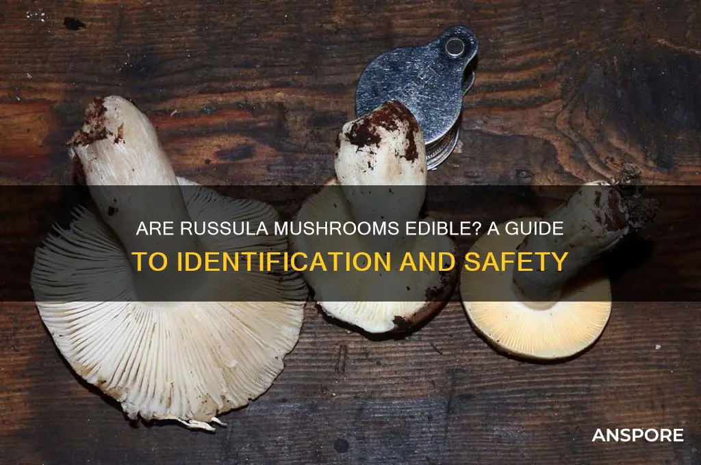 are russula mushrooms edible