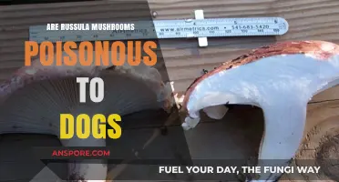 Are Russula Mushrooms Safe for Dogs? Poison Risks Explained