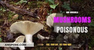 Are Russula Mushrooms Poisonous? A Guide to Safe Identification and Consumption