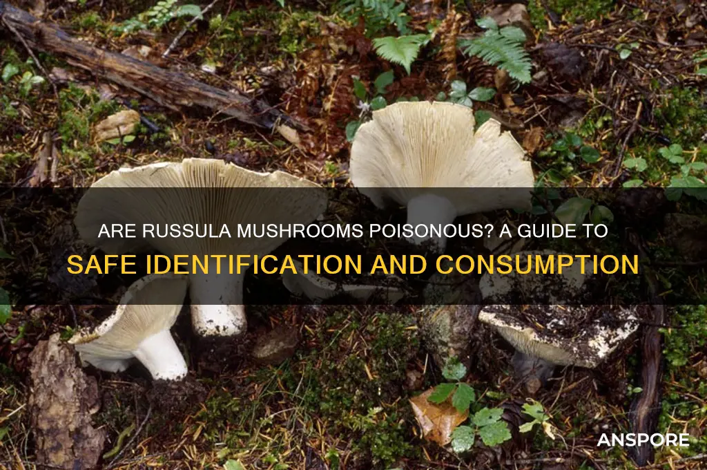 are russula mushrooms poisonous