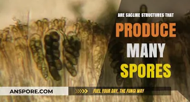 Saclike Structures: Unveiling the Spore-Producing Wonders of Nature