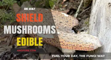 Are Scaly Shield Mushrooms Edible? A Comprehensive Guide to Safety