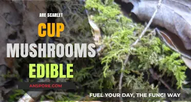 Scarlet Cup Mushrooms: Are They Safe to Eat? A Guide