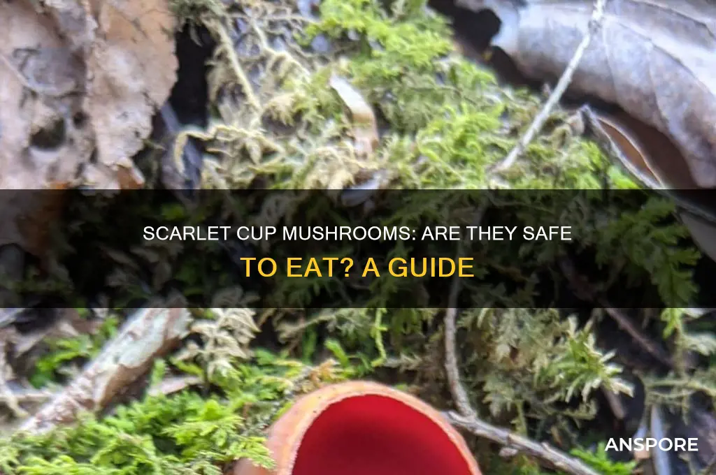 are scarlet cup mushrooms edible