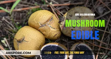 Are Scleroderma Mushrooms Edible? A Guide to Safety and Identification