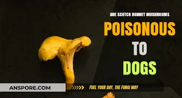 Are Scotch Bonnet Mushrooms Poisonous to Dogs? A Safety Guide