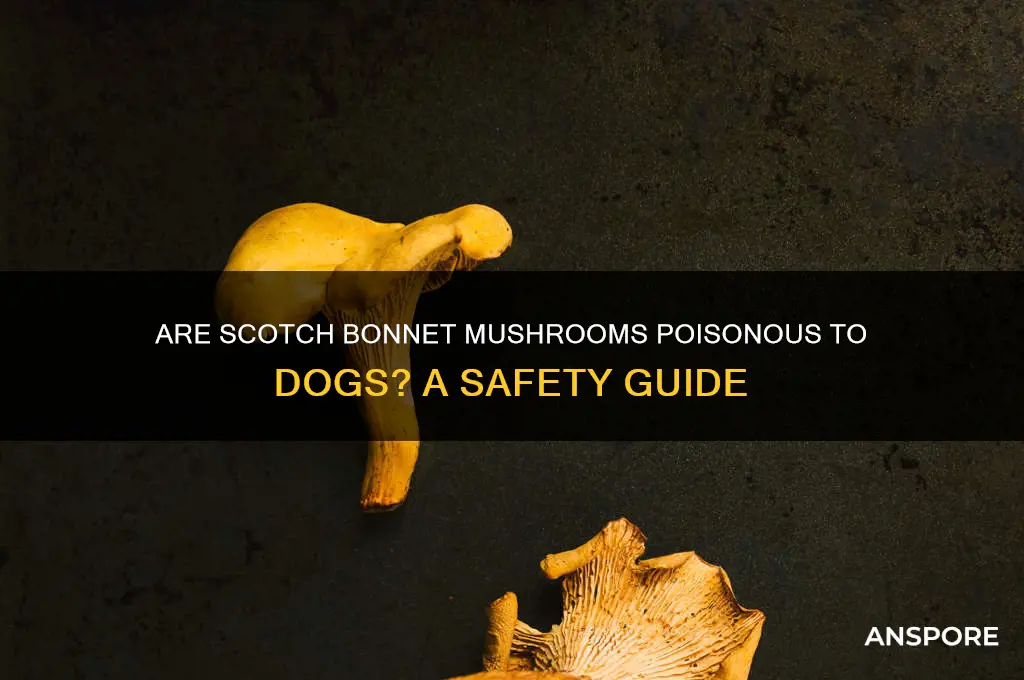 are scotch bonnet mushrooms poisonous to dogs