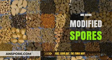 Are Seeds Modified Spores? Unraveling the Botanical Mystery