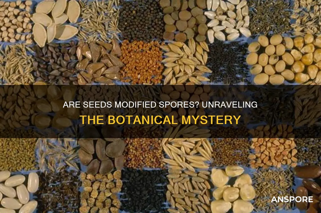 are seeds modified spores