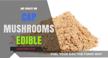 Are Shaggy Ink Cap Mushrooms Edible? A Tasty or Toxic Guide