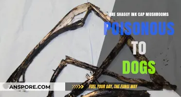 Are Shaggy Ink Cap Mushrooms Poisonous to Dogs? Find Out Now