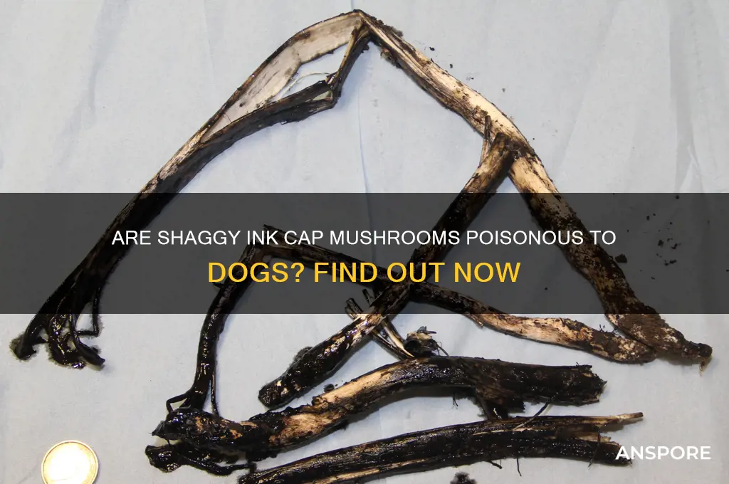 are shaggy ink cap mushrooms poisonous to dogs