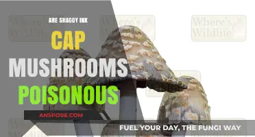 Are Shaggy Ink Cap Mushrooms Poisonous? Facts and Safety Tips