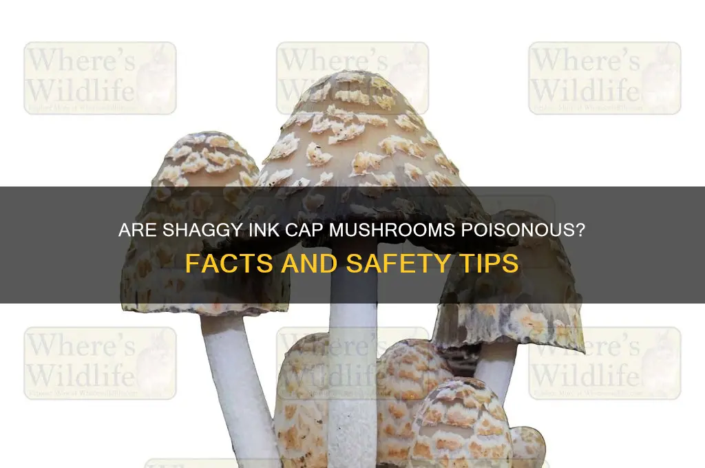 are shaggy ink cap mushrooms poisonous