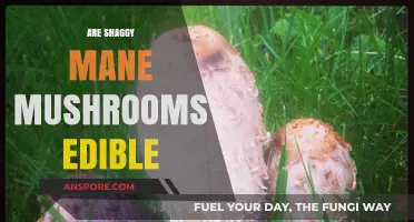 Are Shaggy Mane Mushrooms Edible? A Forager's Guide to Safety