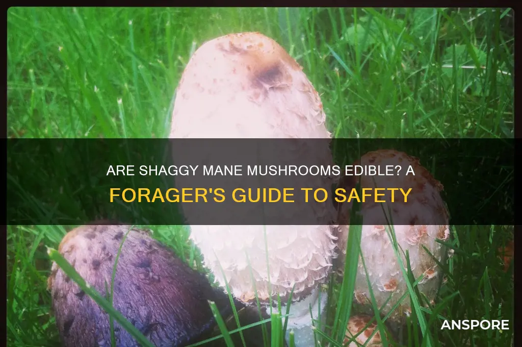 are shaggy mane mushrooms edible