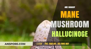 Shaggy Mane Mushrooms: Hallucinogenic or Not?