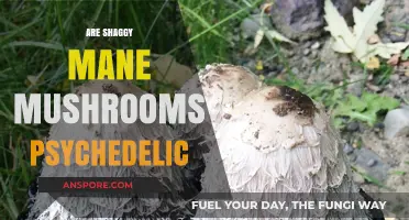 Shaggy Mane Mushrooms: A Psychedelic Trip?