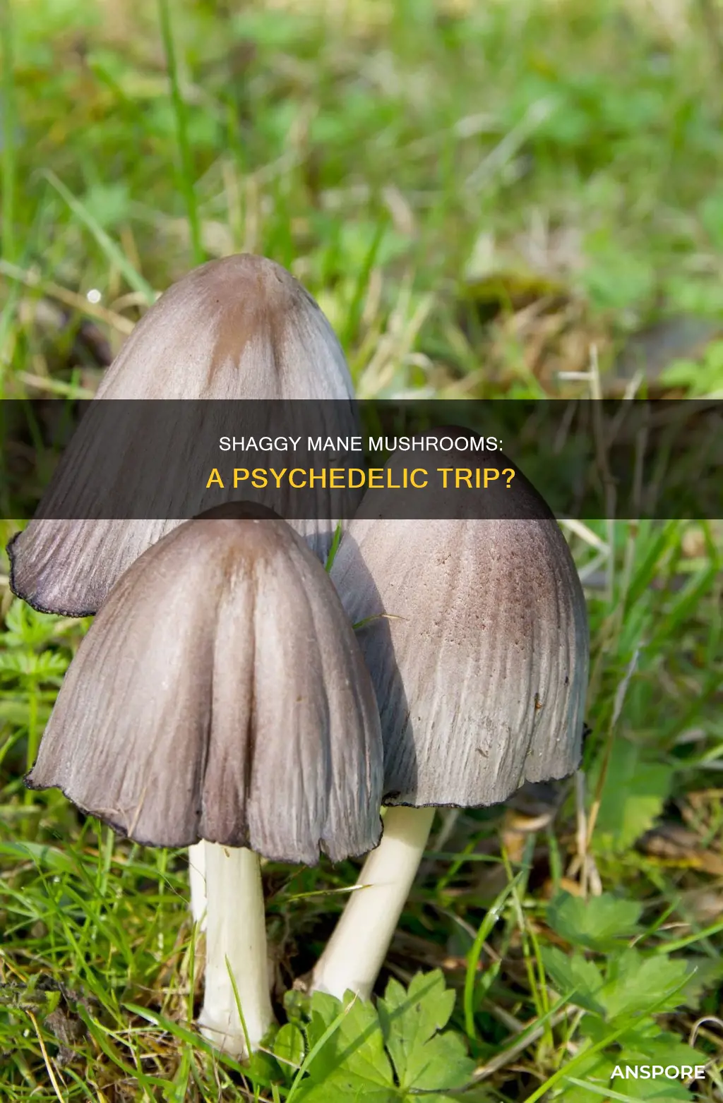 are shaggy mane mushrooms psychedelic