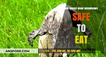 Are Shaggy Mane Mushrooms Safe to Eat? A Comprehensive Guide