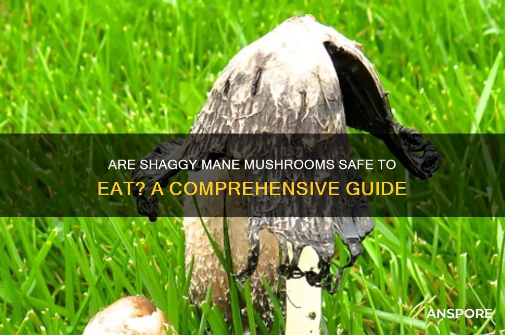 are shaggy mane mushrooms safe to eat