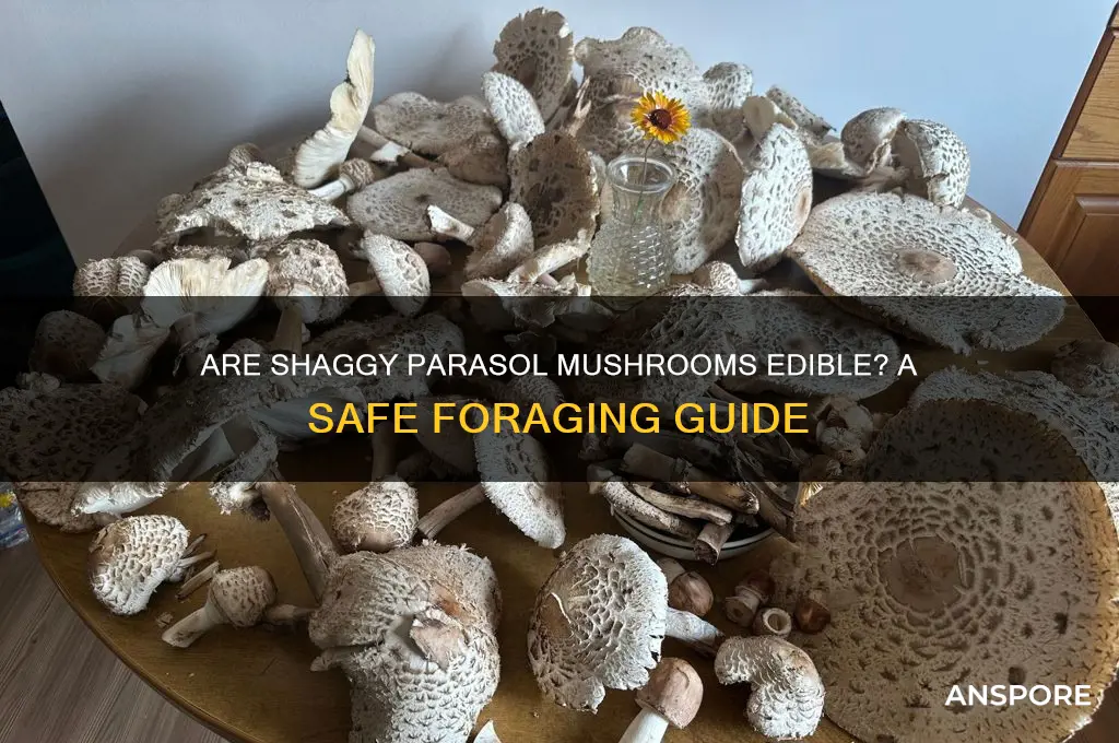 are shaggy parasol mushrooms edible