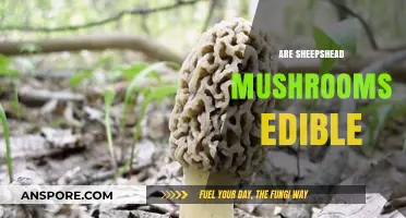 Are Sheepshead Mushrooms Edible? A Comprehensive Guide to Safety