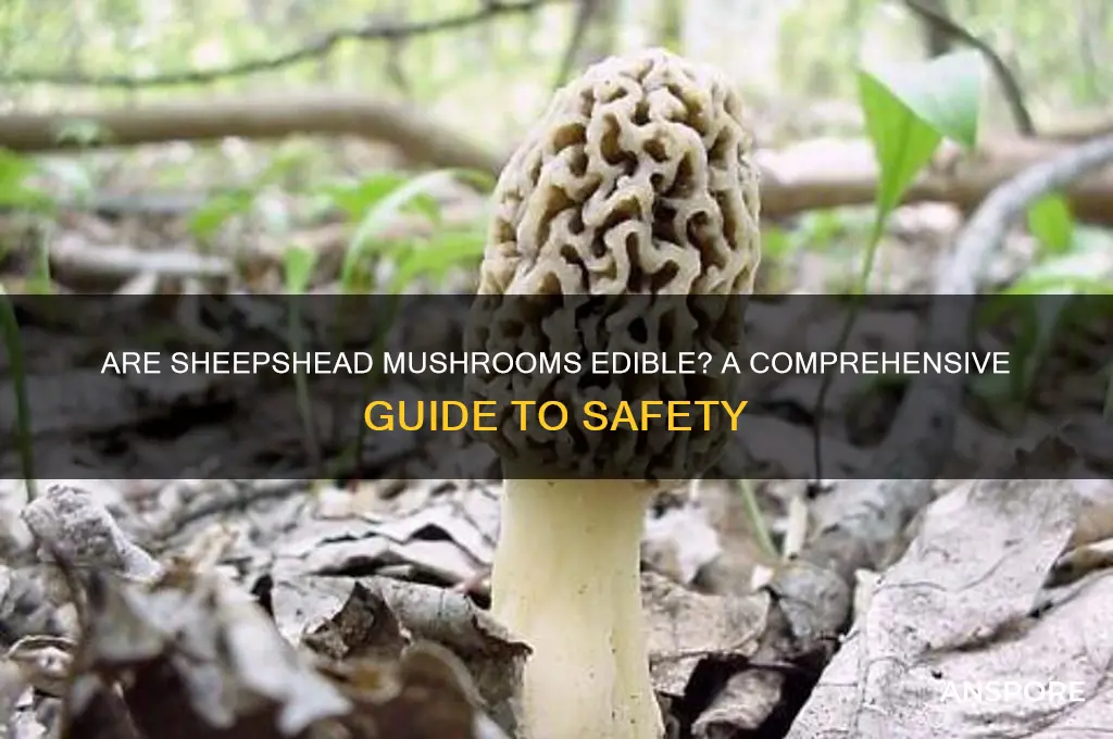 are sheepshead mushrooms edible