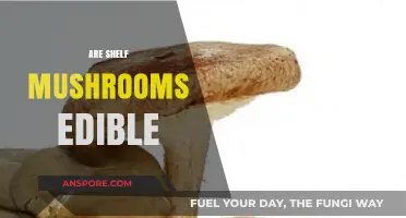 Can You Eat Shelf Mushrooms? A Guide to Edibility and Safety