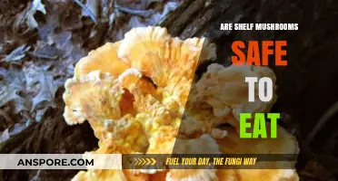 Are Shelf Mushrooms Safe to Eat? A Foraging Guide