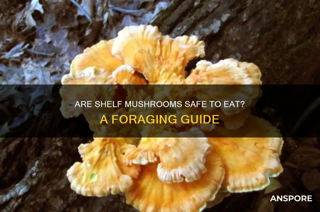 are shelf mushrooms safe to eat