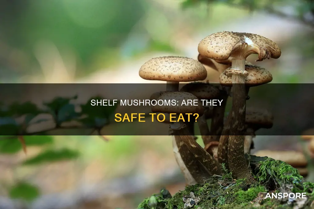 are shelf mushrooms safe