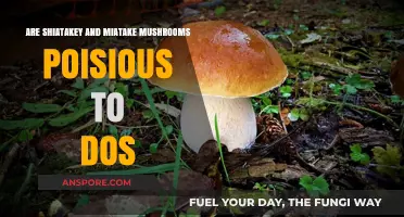 Shiitake and Maitake Mushrooms: Are They Poisonous?
