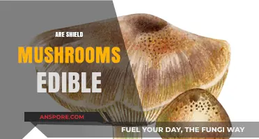 Are Shield Mushrooms Edible? A Guide to Safe Identification and Consumption