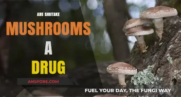 Shiitake Mushrooms: Natural Medicine or Just a Fungus?